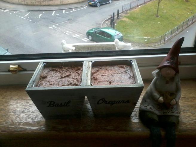 Bazsalikom és oregánó, Tilly vigyázza a magokat