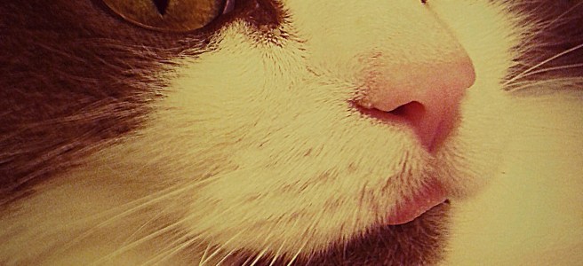 maine coone with tongue out