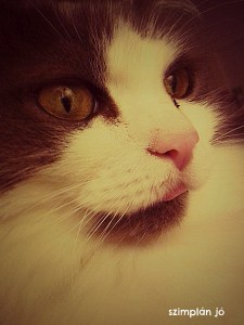 maine coone with tongue out